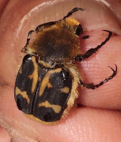 Trichius gallicus